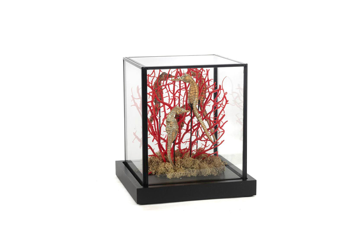 Mikasa Moor Coral Oranj Gold Dekoratif Cam Fanus 19x19x21cm