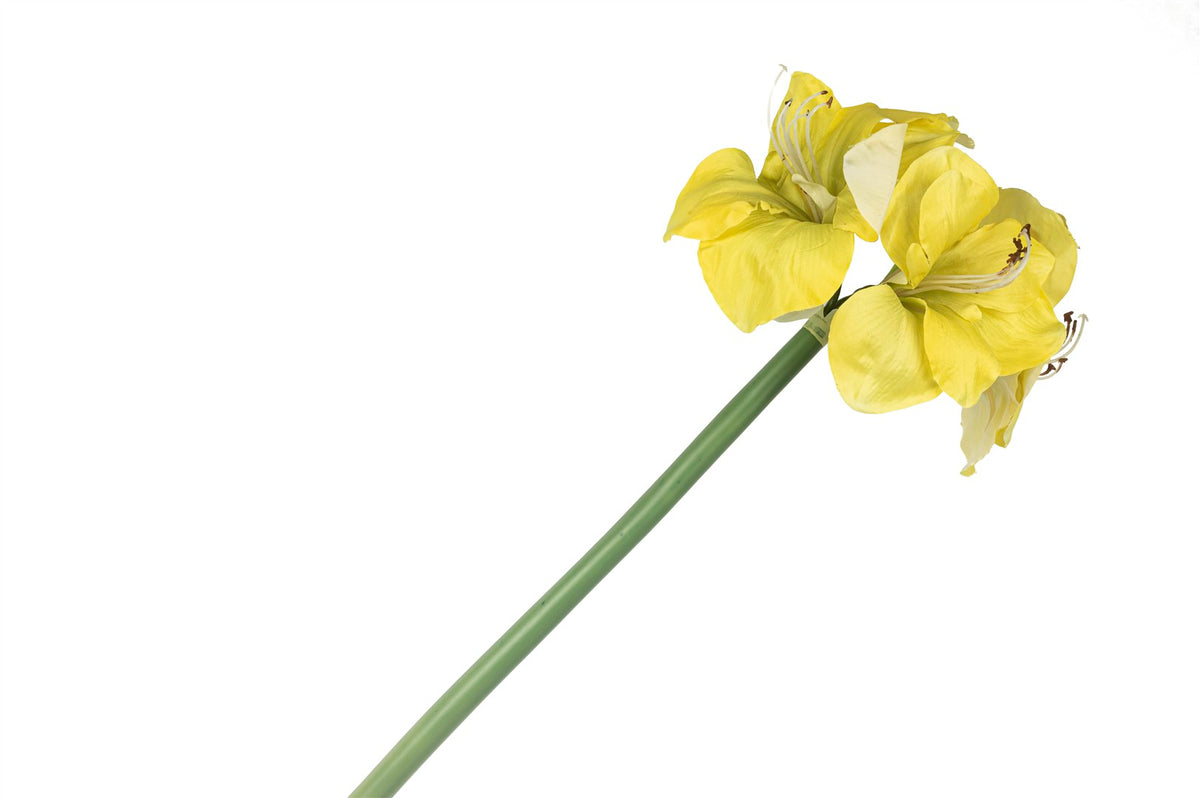 Mikasa Moor Sarı Yapay Amaryllis 73cm