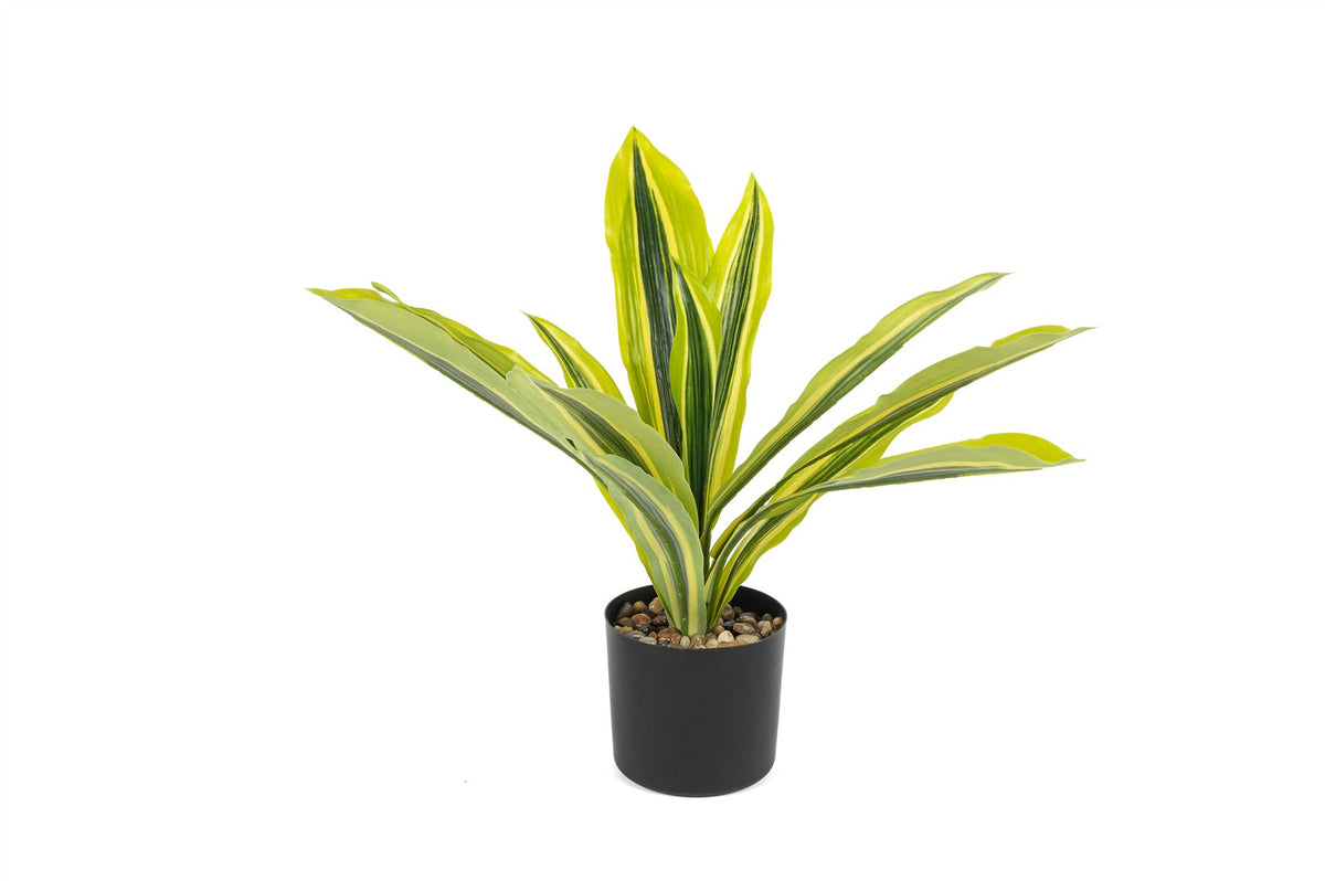 Mikasa Moor Dracaena Yapay Ağaç 45cm