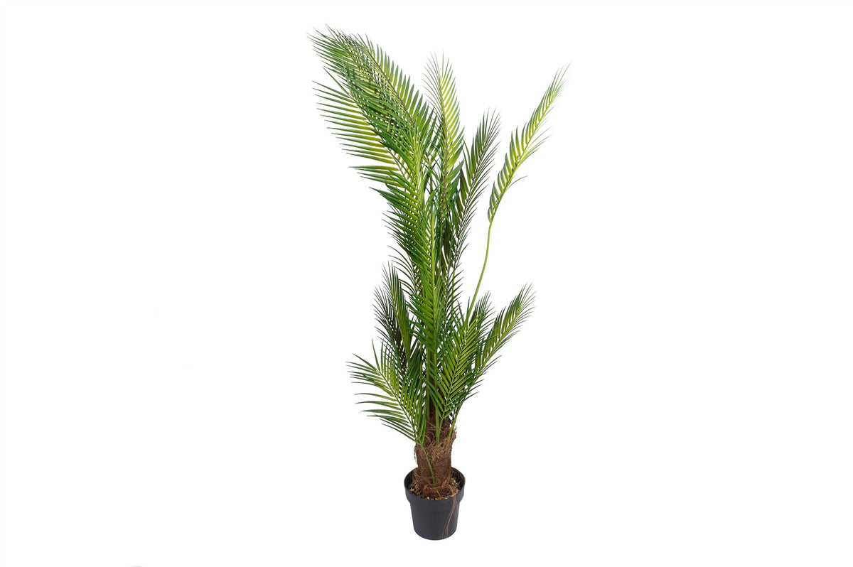 Mikasa Moor Palmiye Yapay Ağaç 160cm