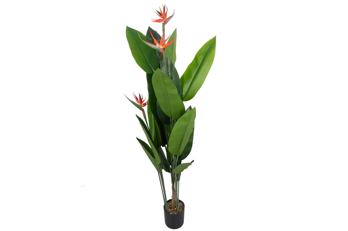 Mikasa Moor Banana Leaf Yapay Ağaç 190cm