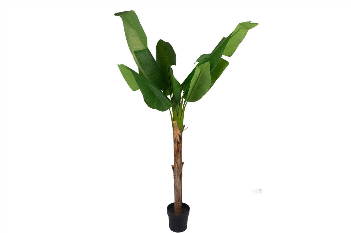 Mikasa Moor Banana Yapay Ağaç 180cm