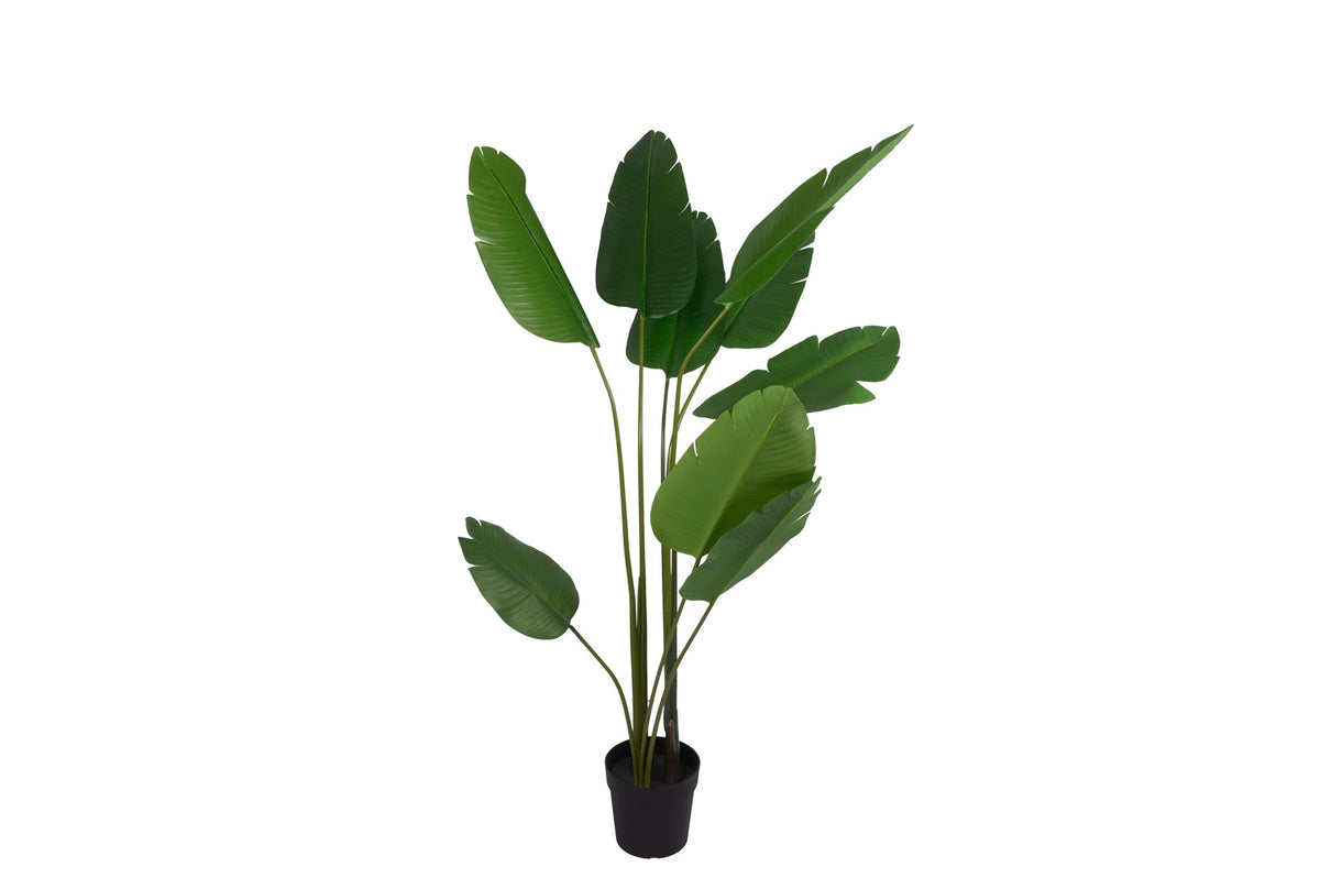 Mikasa Moor Paradisaeidae Yapay Ağaç 183cm