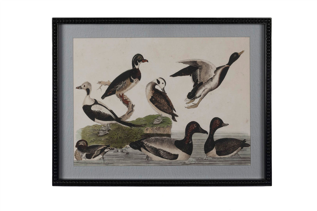 Mikasa Moor Black Duck Cam Tablo 65x50cm
