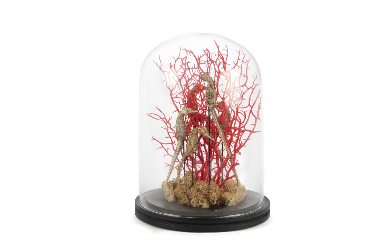 Mikasa Moor Coral Oranj Gold Dekoratif Cam Fanus 22x30cm