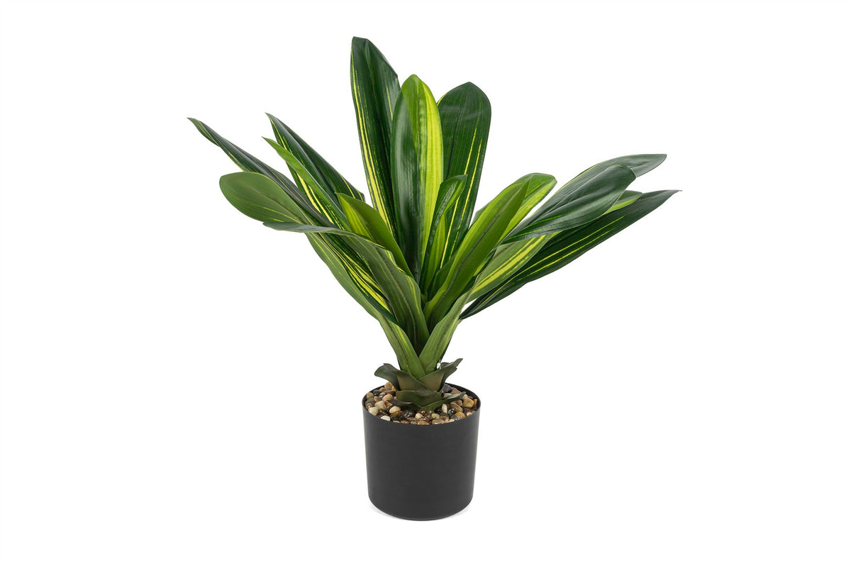 Mikasa Moor Dracaena Yapay Ağaç 52cm