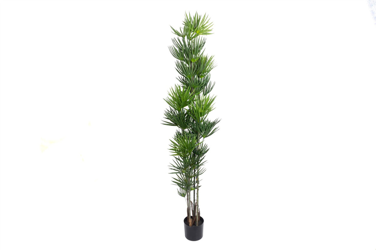 Mikasa Moor Palmiye Yapay Ağaç 180cm