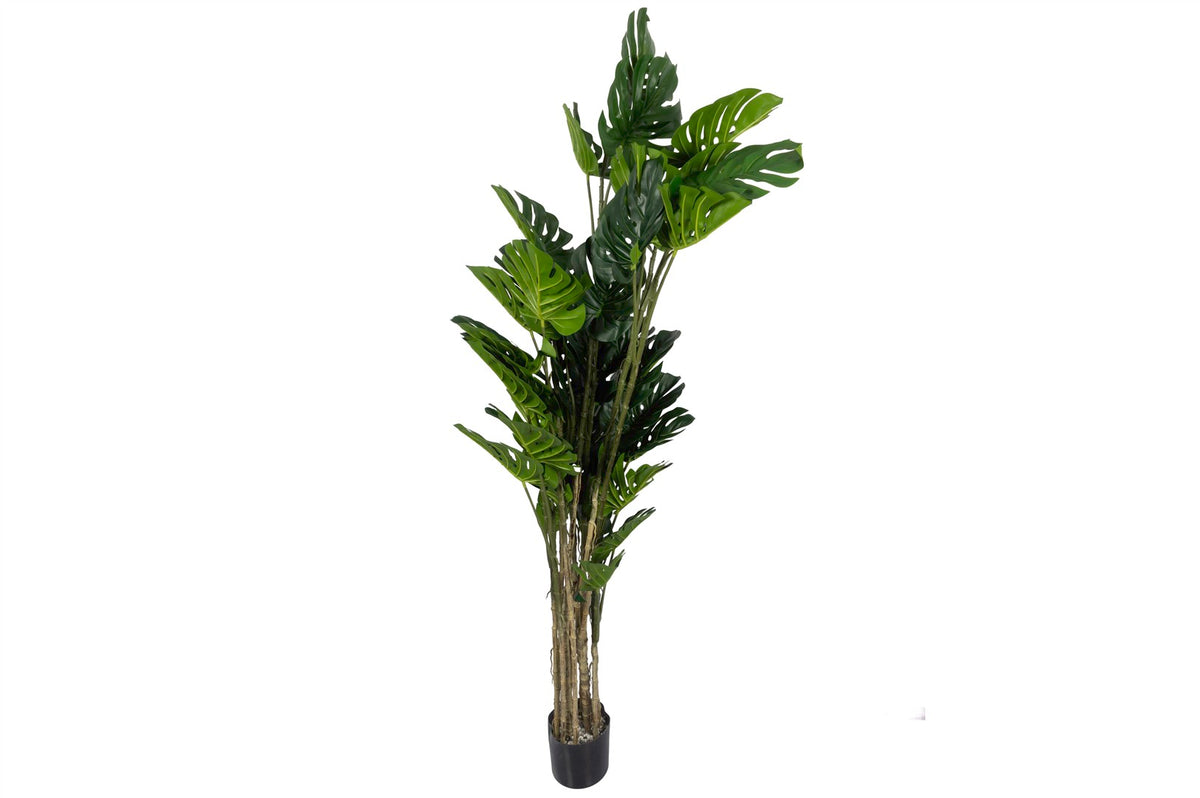 Mikasa Moor Montera Yapay Ağaç 220cm
