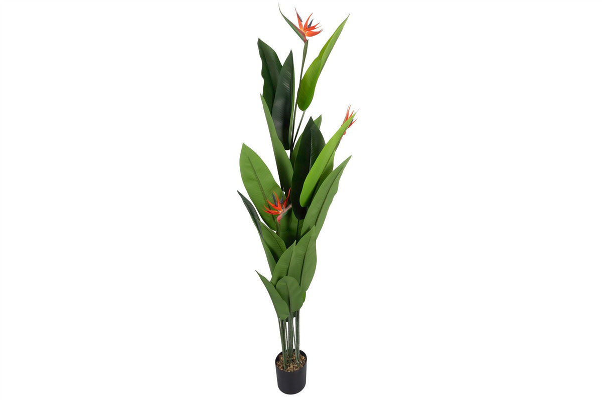 Mikasa Moor Banana Leaf Yapay Ağaç 220cm