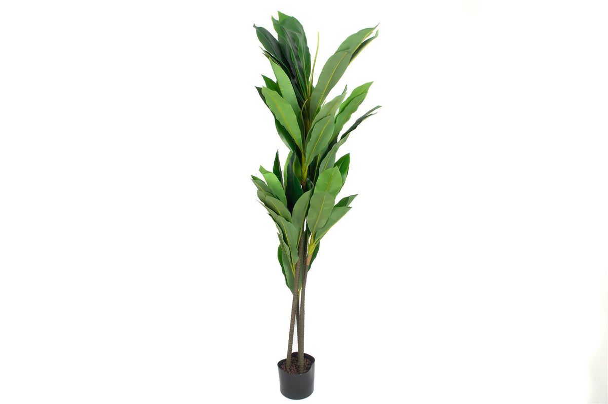 Mikasa Moor Dracaena Fragrans Yapay Ağaç 145cm