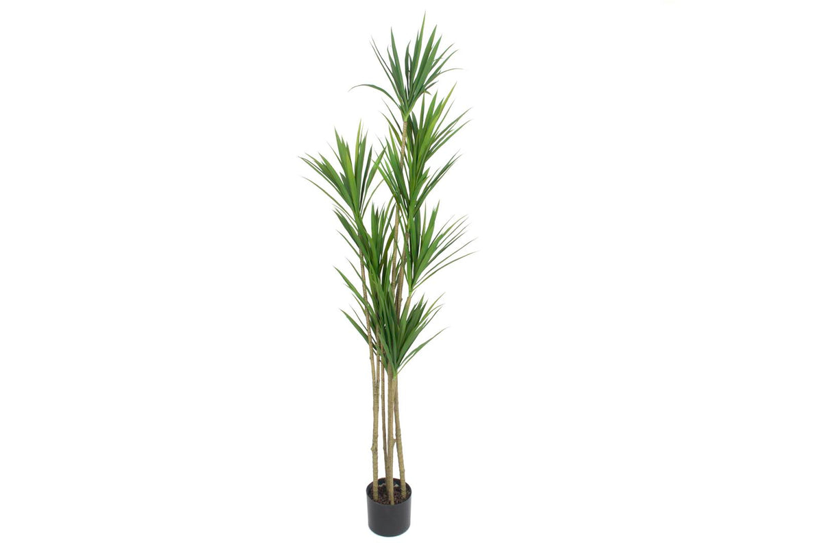 Mikasa Moor Dracaena Marginata Yapay Ağaç 155cm