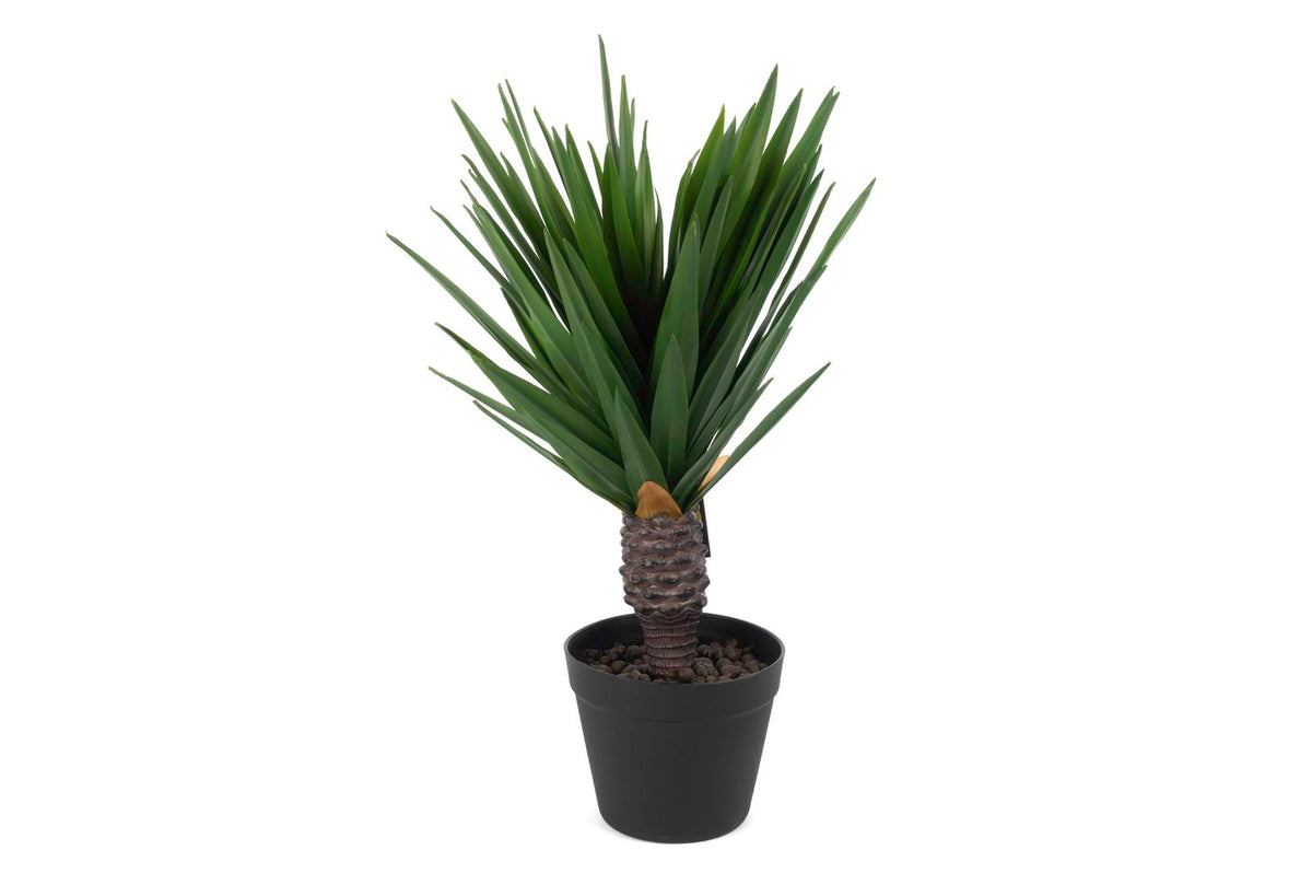 Mikasa Moor Dracaena Draco Yapay Ağaç 50cm