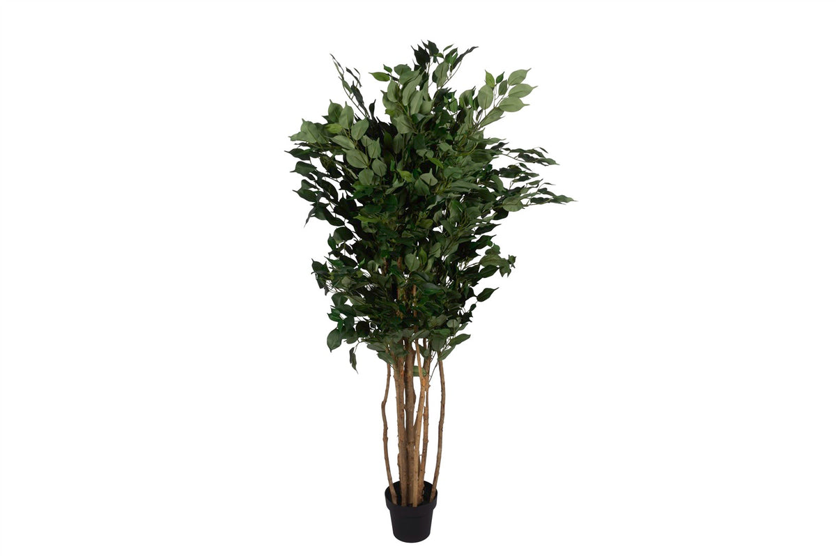 Mikasa Moor Ficus Yapay Ağaç 180cm